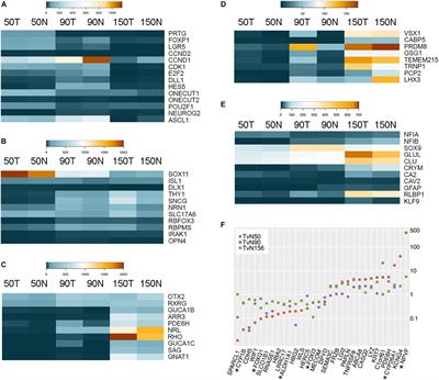 MicroRNA Signatures of the Developing Primate Fovea